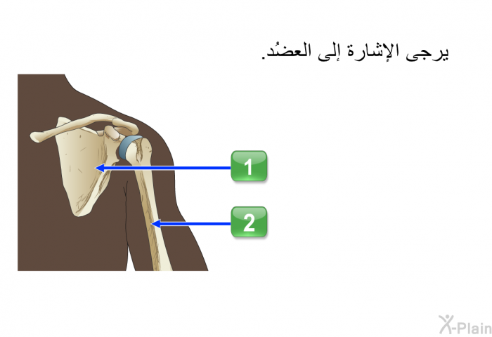 يرجى الإشارة إلى العضُد<B>. </B>