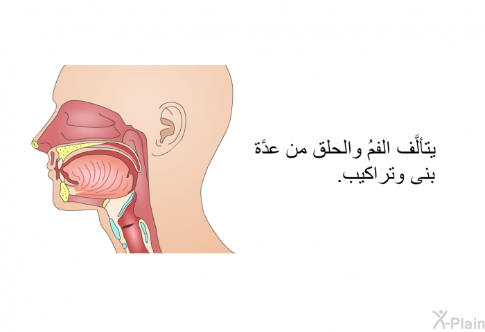 يتألَّف الفمُ والحلق من عدَّة بنى وتراكيب.