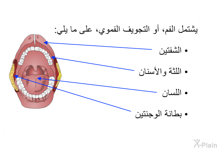 يشتمل الفم، أو التجويف الفموي، على ما يلي:   الشفتين.  اللثة والأسنان.  اللسان.  بطانة الوجنتين.