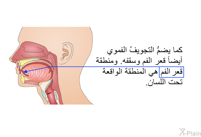 كما يضمُّ التجويفُ الفموي أيضاً قَعر الفم وسقفه. ومنطقة قَعر الفم هي المنطقةُ الواقعة تحت اللسان.