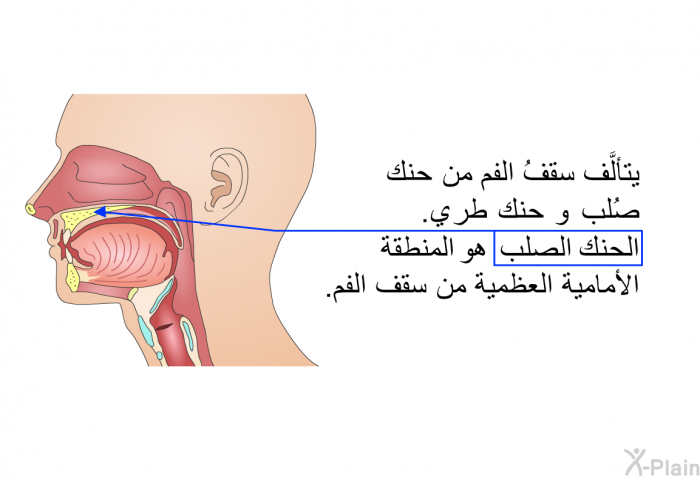 يتألَّف سقفُ الفم من حنك صُلب و حنك طري. الحنك الصلب هو المنطقة الأمامية العظمية من سقف الفم.