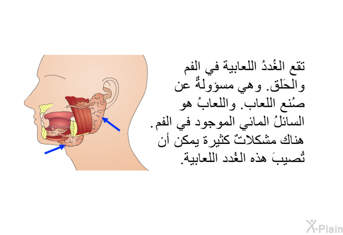 تقع الغُددُ اللُعابية في الفم والحَلق. وهي مسؤولةٌ عن صُنع اللُعاب. واللُعابُ هو السائلُ المائي الموجود في الفم. هناك مشكلاتٌ كثيرة يمكن أن تُصيبَ هذه الغُدد اللُعابية.