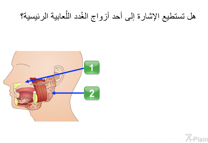 هل تستطيع الإشارة إلى أحد أزواج الغُدد اللُعابية الرئيسية؟