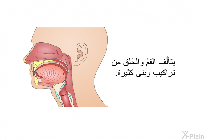 يتألَّف الفمُ والحَلق من تراكيب وبنى كثيرة.