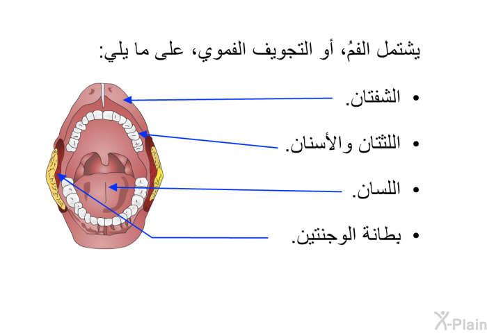 يشتمل الفمُ، أو التجويف الفموي، على ما يلي:   الشفتان.  اللثتان والأسنان.  اللسان.  بِطانة الوجنتين.