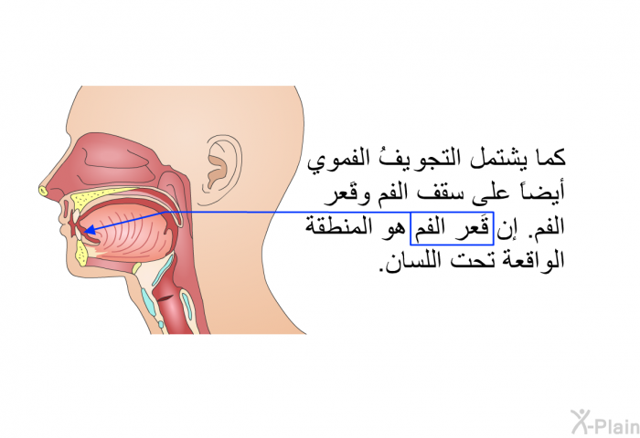 كما يشتمل التجويفُ الفموي أيضاً على سقف الفم وقَعر الفم. إن قَعر الفم هو المنطقةُ الواقعة تحت اللسان.