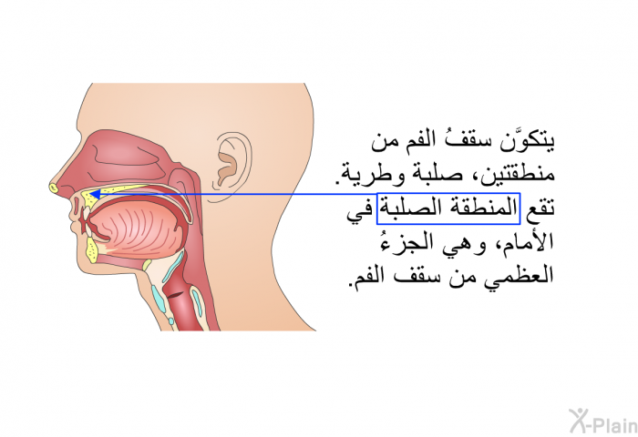 يتكوَّن سقفُ الفم من منطقتين، صلبة وطرية. تقع المنطقة الصلبة في الأمام، وهي الجزءُ العظمي من سقف الفم.