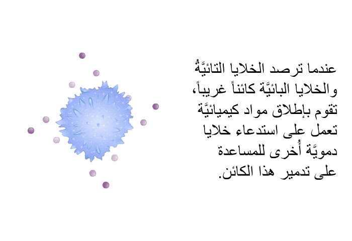 عندما ترصد الخلايا التائيَّةُ والخلايا البائيَّة كائناً غريباً، تقوم بإطلاق مواد كيميائيَّة تعمل على استدعاء خلايا دمويَّة أُخرى للمساعدة على تدمير هذا الكائن.