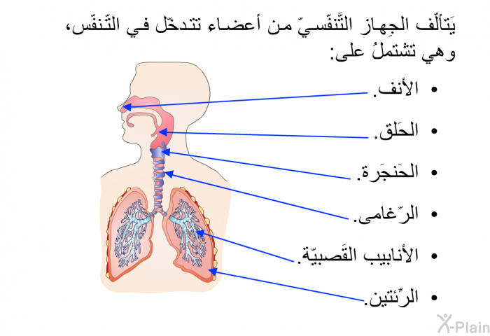 يَتألّف الجِهاز التَّنفّسيّ من أعضاء تتدخّل في التّنفّس، وهي تشتملُ على:   الأنف.  الحَلق.  الحَنجَرة.  الرّغامى.  الأنابيب القَصبيّة.  الرِّئتين.