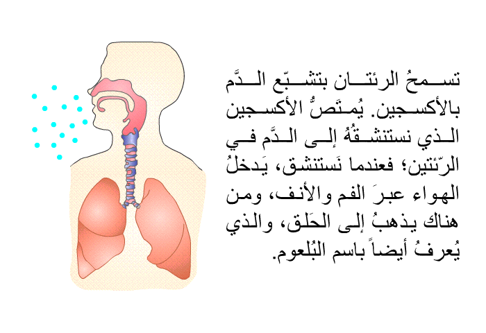 تسمحُ الرئتان بتشبّع الدَّم بالأكسجين. يُمتَصُّ الأكسجين الذي نستنشقُهُ إلى الدَّم في الرّئتين؛ فعندما نَستنشق، يَدخلُ الهواء عبرَ الفم والأنف، ومن هناك يذهبُ إلى الحَلق، والذي يُعرفُ أيضاً باسم البُلعوم.