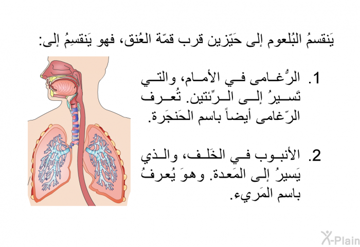 يَنقسمُ البُلعوم إلى حَيّزين قرب قمّة العُنق، فهو يَنقسِمُ إلى:   الرُّغامى في الأمام، والتي تَسيرُ إلى الرِّئتين. تُعرف الرّغامى أيضاً باسم الحَنجَرة.  الأنبوب في الخَلف، والذي يَسيرُ إلى المَعدة. وهوَ يُعرفُ باسم المَريء.