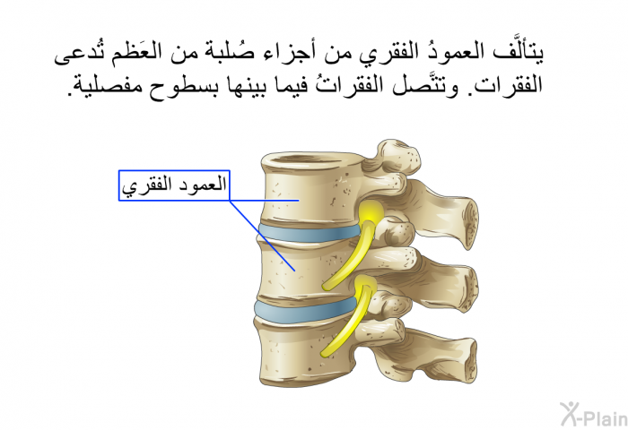 يتألَّف العمودُ الفقري من أجزاء صُلبة من العَظم تُدعى الفقرات. وتتَّصل الفقراتُ فيما بينها بسطوح مفصلية.