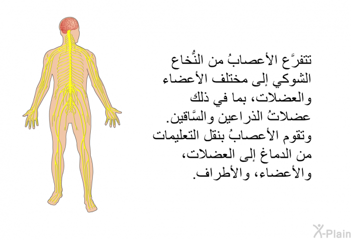 تتفرَّع الأعصابُ من النُّخاع الشوكي إلى مختلف الأعضاء والعضلات، بما في ذلك عضلاتُ الذراعين والسَّاقين. وتقوم الأعصابُ بنقل التعليمات من الدماغ إلى العضلات، والأعضاء، والأطراف.