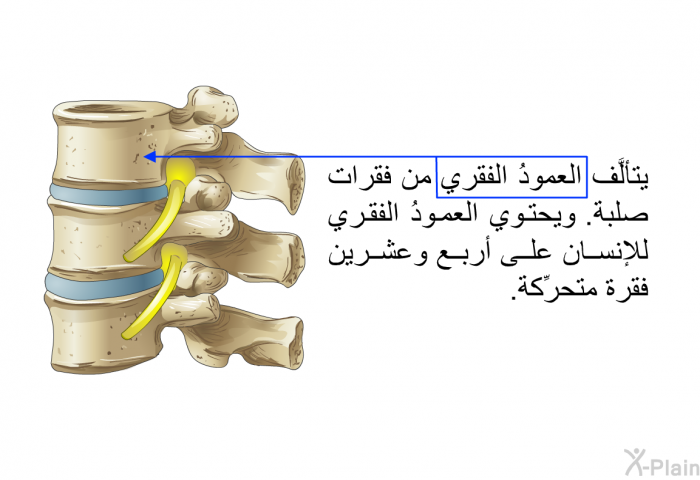 يتألَّف العمودُ الفقري من فقرات صلبة. ويحتوي العمودُ الفقري للإنسان على أربع وعشرين فقرة متحرِّكة.