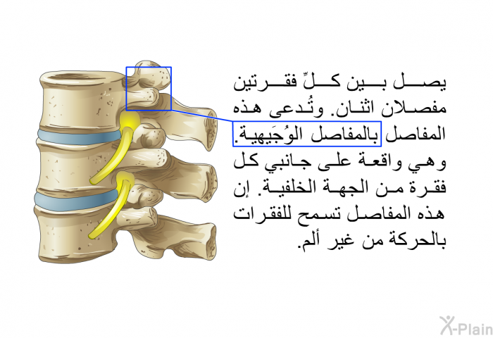 يصل بين كلِّ فقرتين مفصلان اثنان. وتُدعى هذه المفاصل بالمفاصل الوُجَيهية. وهي واقعة على جانبي كل فقرة من الجهة الخلفية. إن هذه المفاصل تسمح للفقرات بالحركة من غير ألم.