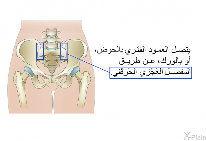 يتصل العمود الفقري بالحوض، أو بالورك، عن طريق المفصل العَجُزي الحَرقَفي.