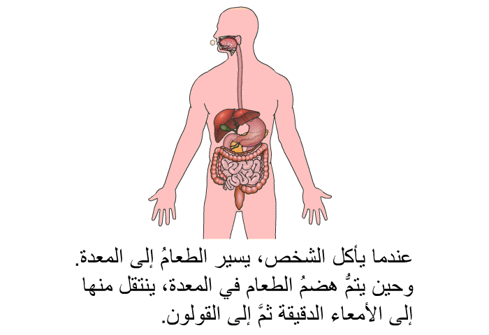 عندما يأكل الشخص، يسير الطعامُ إلى المعدة. وحين يتمُّ هضمُ الطعام في المعدة، ينتقل منها إلى الأمعاء الدقيقة ثمَّ إلى القولون.