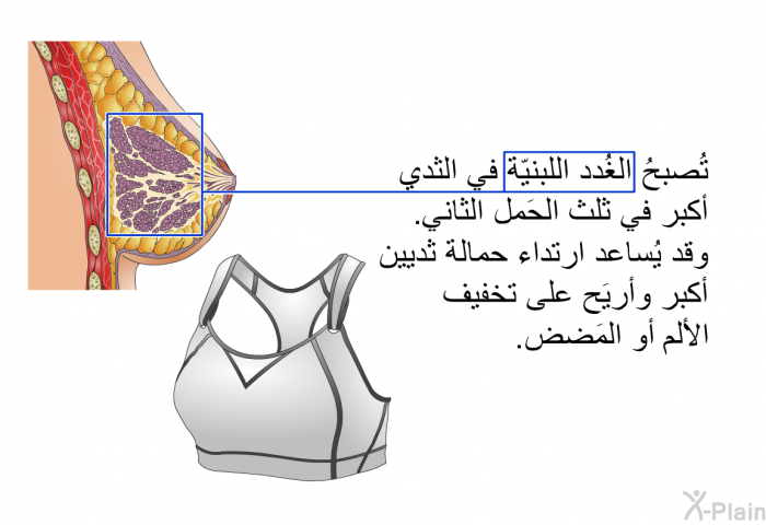 تُصبحُ الغُدد اللبنيّة في الثدي أكبر في ثُلث الحَمل الثاني. وقد يُساعد ارتداء حمالة ثديين أكبر وأريَح على تخفيف الألم أو المَضض.