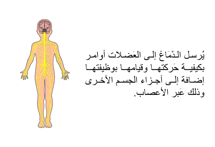 يُرسل الدِّمَاغ إلى العَضلات أوامر بكيفية حَركتها وقيامها بوظيفتها إضافة إلى أجزاء الجسم الأخرى وذلك عَبر الأعصاب.