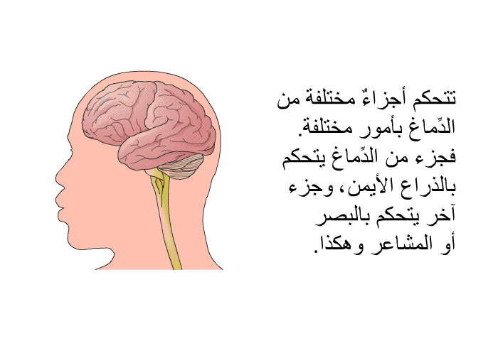 تتحكم أجزاءٌ مختلفة من الدِّماغ بأمورٍ مختلفة. فجزءٌ من الدِّماغ يتحكم بالذراع الأيمن، وجزءٌ آخر يتحكم بالبصر أو المشاعر وهكذا.