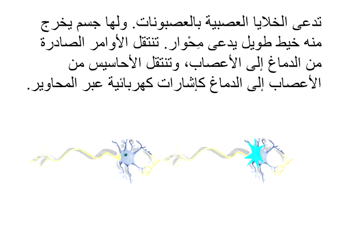 تدعى الخلايا العصبية بالعصبونات. ولها جسم يخرج منه خيط طويل يدعى مِحْوار. تنتقل الأوامر الصادرة من الدماغ إلى الأعصاب، وتنتقل الأحاسيس من الأعصاب إلى الدماغ كإشارات كهربائية عبر المحاوير.