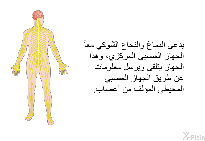 يدعى الدماغ والنخاع الشوكي معاً الجهاز العصبي المركزي، وهذا الجهاز يتلقى ويرسل معلومات عن طريق الجهاز العصبي المحيطي المؤلف من أعصاب.