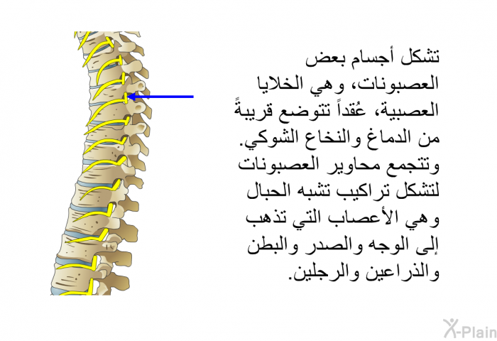 تشكل أجسام بعض العصبونات ، وهي الخلايا العصبية، عُقداً تتوضع قريبةً من الدماغ والنخاع الشوكي. وتتجمع محاوير العصبونات لتشكل تراكيب تشبه الحبال وهي الأعصاب التي تذهب إلى الوجه والصدر والبطن والذراعين والرجلين.