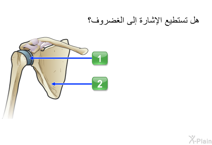 هل تستطيع الإشارة إلى الغضروف؟