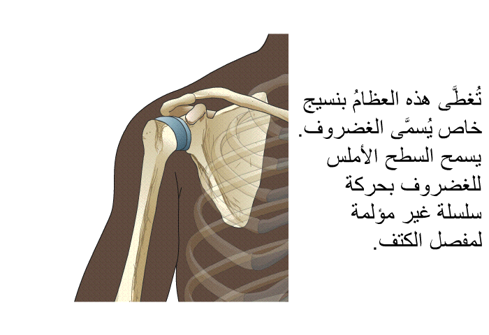 تُغطَّى هذه العظامُ بنسيج خاص يُسمَّى الغضروف. يسمح السطح الأملس للغضروف بحركة سلسلة غير مؤلمة لمفصل الكتف.