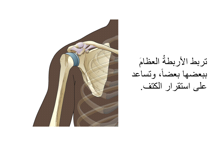 تربط الأربطةُ العظامَ ببعضها بعضاً، وتساعد على استقرار الكتف.