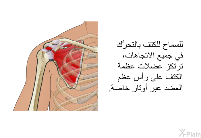 للسماح للكتف بالتحرُّك في جميع الاتجاهات، ترتكز عضلات عظمة الكتف على رأس عظم العضد عبر أوتار خاصة.