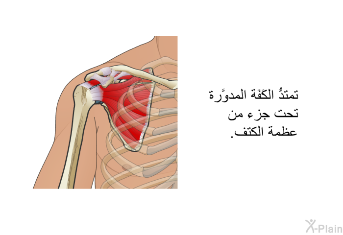 تمتدُّ الكَفَة المدوَّرة تحت جزء من عظمة الكتف.