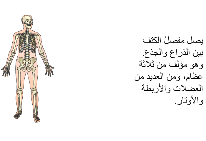 يصل مفصلُ الكتف بين الذراع والجذع. وهو مؤلف من ثلاثة عظام، ومن العديد من العضلات والأربطة والأوتار.