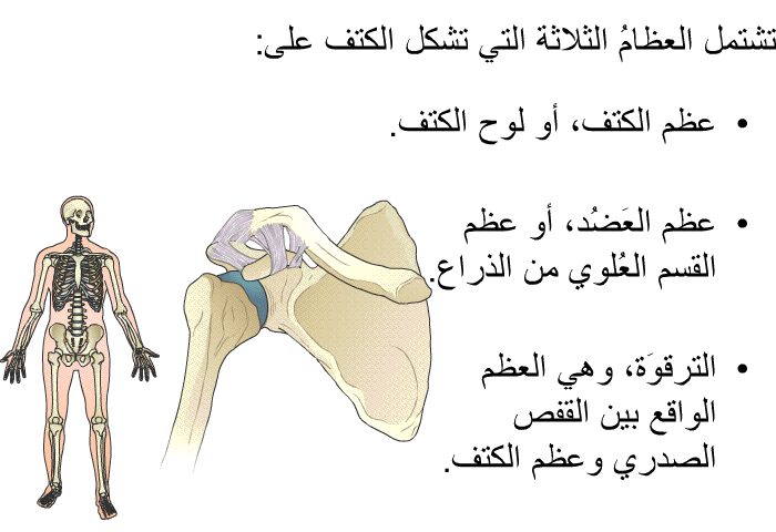 تشتمل العظامُ الثلاثة التي تشكل الكتف على:  عظم الكتف، أو لوح الكتف. عظم العَضُد، أو عظم القسم العُلوي من الذراع. التَرقوَة، وهي العظم الواقع بين القفص الصدري وعظم الكتف.