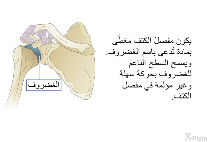 يكون مفصلُ الكتف مغطَّى بمادة تُدعى باسم الغضروف. ويسمح السطح الناعم للغضروف بحركة سهلة وغير مؤلمة في مفصل الكتف.