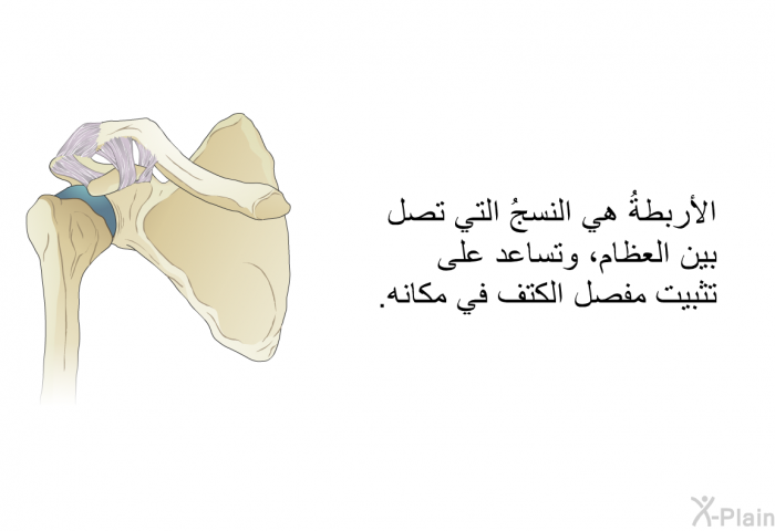 الأربطةُ هي النسجُ التي تصل بين العظام، وتساعد على تثبيت مفصل الكتف في مكانه.