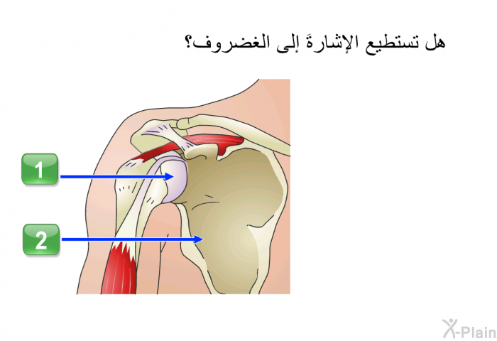 هل تستطيع الإشارةَ إلى الغضروف؟