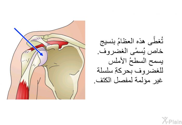 تُغطَّى هذه العظامُ بنسيج خاص يُسمَّى الغضروف. يسمح السطحُ الأملس للغضروف بحركةٍ سلسلة غير مؤلمة لمفصل الكتف.