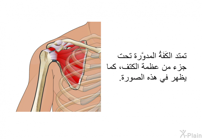 تمتد الكَفَةُ المدوَّرة تحت جزء من عظمة الكتف، كما يظهر في هذه الصورة.