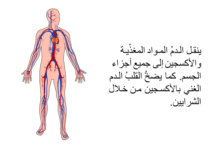 ينقل الدمُ المواد المغذِّية والأكسجين إلى جميع أجزاء الجسم. كما يضخُّ القلبُ الدم الغني بالأكسجين من خلال الشرايين.