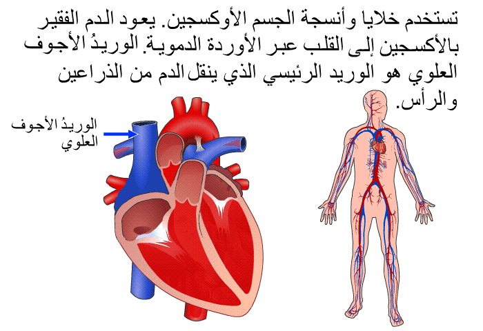 تستخدم خلايا وأنسجة الجسم الأوكسجين. يعود الدم الفقير بالأكسجين إلى القلب عبر الأوردة الدموية. الوريدُ الأجوف العلوي هو الوريد الرئيسي الذي ينقل الدم من الذراعين والرأس.