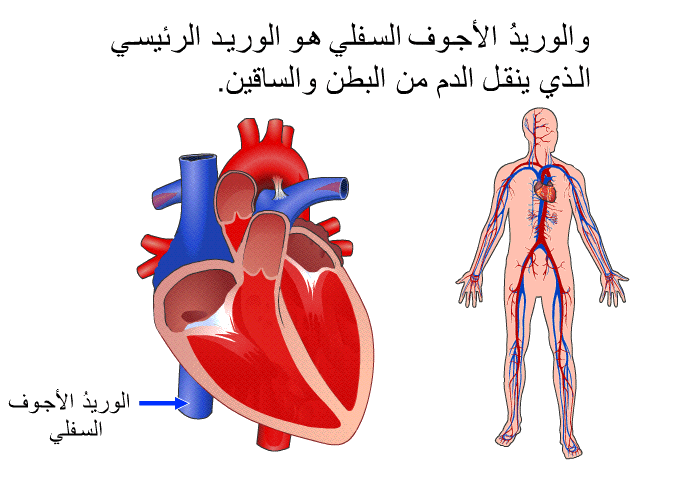 والوريدُ الأجوف السفلي هو الوريد الرئيسي الذي ينقل الدم من البطن والساقين.