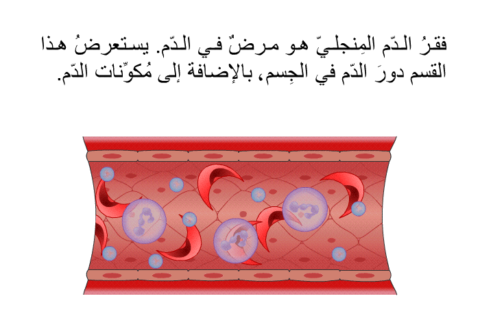 فقرُ الدم المِنجلي هو مرضٌ في الدم. يستعرضُ هذا القسم دورَ الدم في الجِسم، بالإضافة إلى مُكوِّنات الدم.