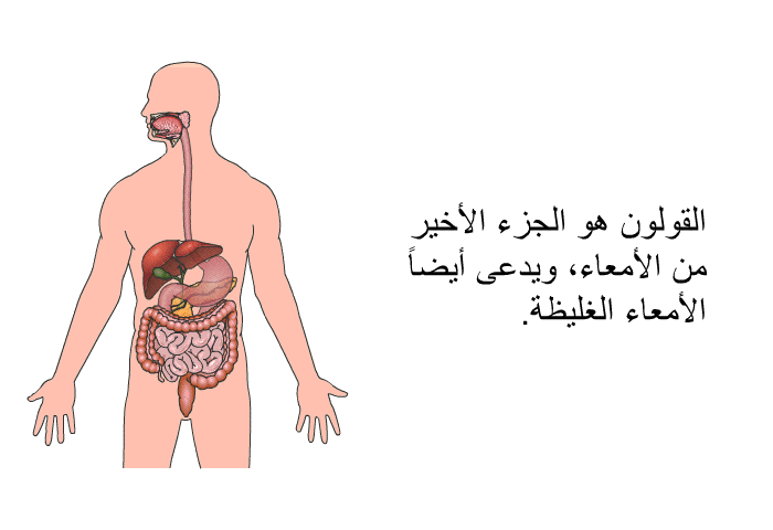 القولون هو الجزء الأخير من الأمعاء، ويدعى أيضاً الأمعاء الغليظة.