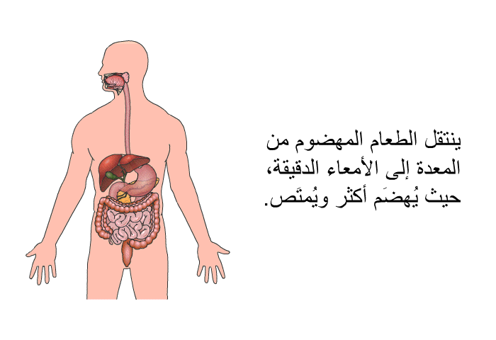 ينتقل الطعام المهضوم من المعدة إلى الأمعاء الدقيقة، حيث يٌهضَم أكثر ويُمتَص.