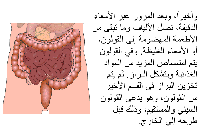 وأخيراً، وبعد المرور عبر الأمعاء الدقيقة، تصل الألياف وما تبقى من الأطعمة المهضومة إلى القولون، أو الأمعاء الغليظة. وفي القولون يتم امتصاص المزيد من المواد الغذائية ويتشكل البراز. ثم يتم تخزين البراز في القسم الأخير من القولون، وهو يدعى القولون السيني والمستقيم، وذلك قبل طرحه إلى الخارج.
