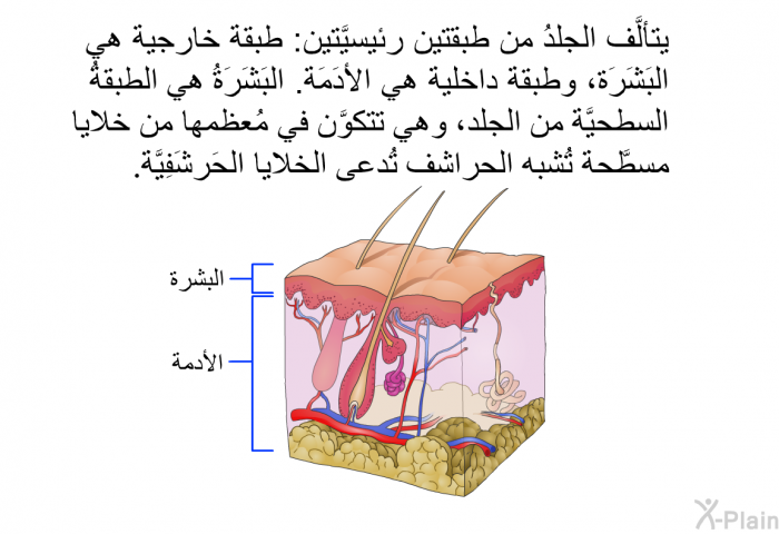 يتألَّف الجلدُ من طبقتين رئيسيَّتين: طبقة خارجية هي البَشَرَة، وطبقة داخلية هي الأدَمَة. البَشَرَةُ هي الطبقةُ السطحيَّة من الجلد، وهي تتكوَّن في مُعظمها من خلايا مسطَّحة تُشبه الحراشف تُدعى الخلايا الحَرشَفِيَّة.