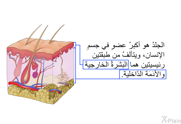 الجلدُ هو أكبرُ عضوٍ في جسمِ الإنسان، ويتألَّفُ من طبقتين رئيسيتين هما البَشَرةُ الخارجية والأدَمَة الدَّاخلية.