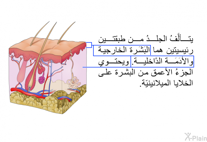 يتألَّفُ الجلدُ من طبقتين رئيسيتين هما البَشَرة الخارجية والأدَمَة الدَّاخلية. ويحتوي الجزءُ الأعمق من البشرة على الخلايا الميلانينيّة.