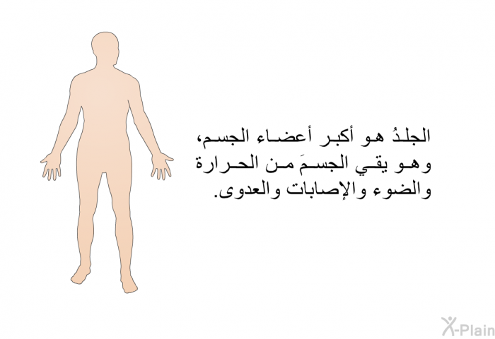 الجلدُ هو أكبر أعضاء الجسم، وهو يقي الجسمَ من الحرارة والضوء والإصابات والعدوى.